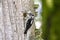 Downy woodpecker nest