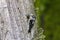 Downy woodpecker nest