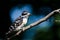 Downy Woodpecker Perched on a Branch