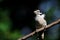 Downy Woodpecker Perched on a Branch