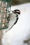 Downy Woodpecker Perched on Suet Feeder