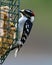 Downy woodpecker picking at suet