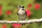 Downy Woodpecker (Picoides pubescens)