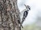 Downy woodpecker - Picoides pubescens hunting bugs on tree bark.