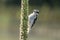 Downy Woodpecker Searching for Breakfast