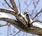 A Downy Woodpecker On A Snow Covered Limb