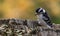 Downy Woodpecker at Tylee Marsh,Quebec, Canada