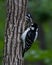 Downy woodpeckers feeding each other