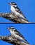 Downy Woodpeckers (picoides pubescens)