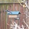 Downy Woodpeckers on a Suet Feeder in Nashville, Tennessee