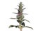 Downy woundwort blooming plant, Stachys germanica