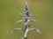 Downy woundwort blooming plant, Stachys germanica