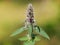 Downy woundwort or German hedgenettle with pink flowers