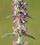 Downy woundwort plant, Stachys germanica subsp. Germanica