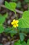 Downy Yellow Violet