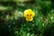 Downy yellow violet in the green grass field