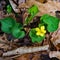 Downy Yellow Violet, viola pubescens