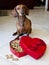 Doxie dog with heart shaped box full of treats