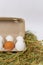 A dozen chicken eggs in egg carton on hay on white background. side view
