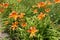 Dozen of orange flowers of Hemerocallis fulva