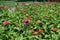 Dozens of colorful flowers of Zinnia elegans