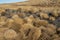 Dozens of Dead Tumbleweed in Pile