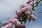 Dozens of double pink flowers on branch of sakura against blue sky