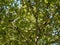 Dozens of feral pigeons perched in a tree in summer with sunlight shining through branches