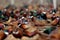 Dozens of male common pheasants and tenebrosus on the bird breeding farm.