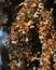 Dozens of monarch butterflies on Oyamel fir tree