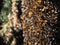 Dozens of monarch butterflies on Oyamel fir tree trunk