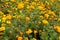 Dozens of orange flowers of Tagetes patula