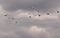 Dozens of parachutistparachute in the parachute drop  at the Willow Run Airportent