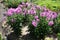 Dozens of pink flowers of Phlox paniculata