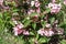 Dozens of pink flowers of Weigela florida in May