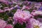 Dozens of pink and violet flowers of asters