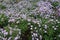 Dozens of pink and violet flowers of Michaelmas daisies