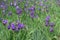 Dozens of purple flowers of common bearded irises in May