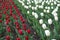 Dozens of red and white flowers of tulips in April