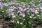 Dozens of violet flowers of Erigeron speciosus