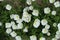 Dozens of white flower of Oenothera speciosa