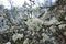 Dozens of white flowers on branches of sour cherry tree in April