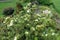 Dozens of white flowers in the leafage of Dasiphora fruticosa