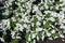 Dozens of white flowers of petunias in June