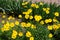 Dozens of yellow flowers of Coreopsis lanceolata