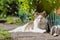 Dozing cat in the summer garden