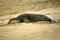 Dozing Monk Seal on Kauai