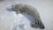 Dozing puppy seal lying on snow. Antarctica shot.