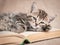 A dozing tabby kitten lies on the pages of an open book