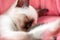 Dozing Thai kitten in pink pet bed close-up